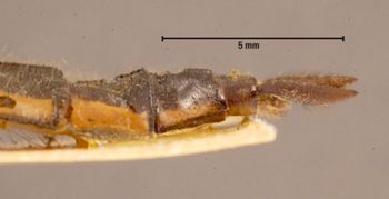 Media type: image; Entomology 26473   Aspect: genetalia